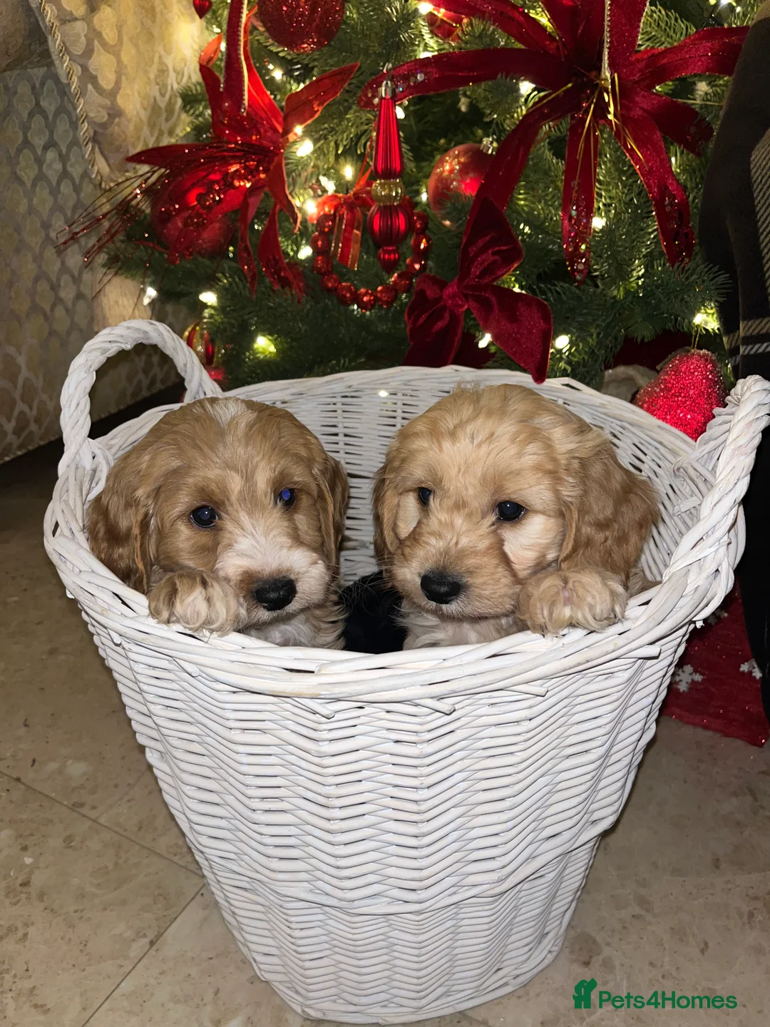 Cockapoo dogs for sale: F1 toy Cockerpoo  - Advert 15