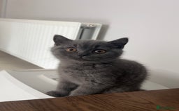 British Shorthair cats for sale: British Shorthair Kittens - Image 26