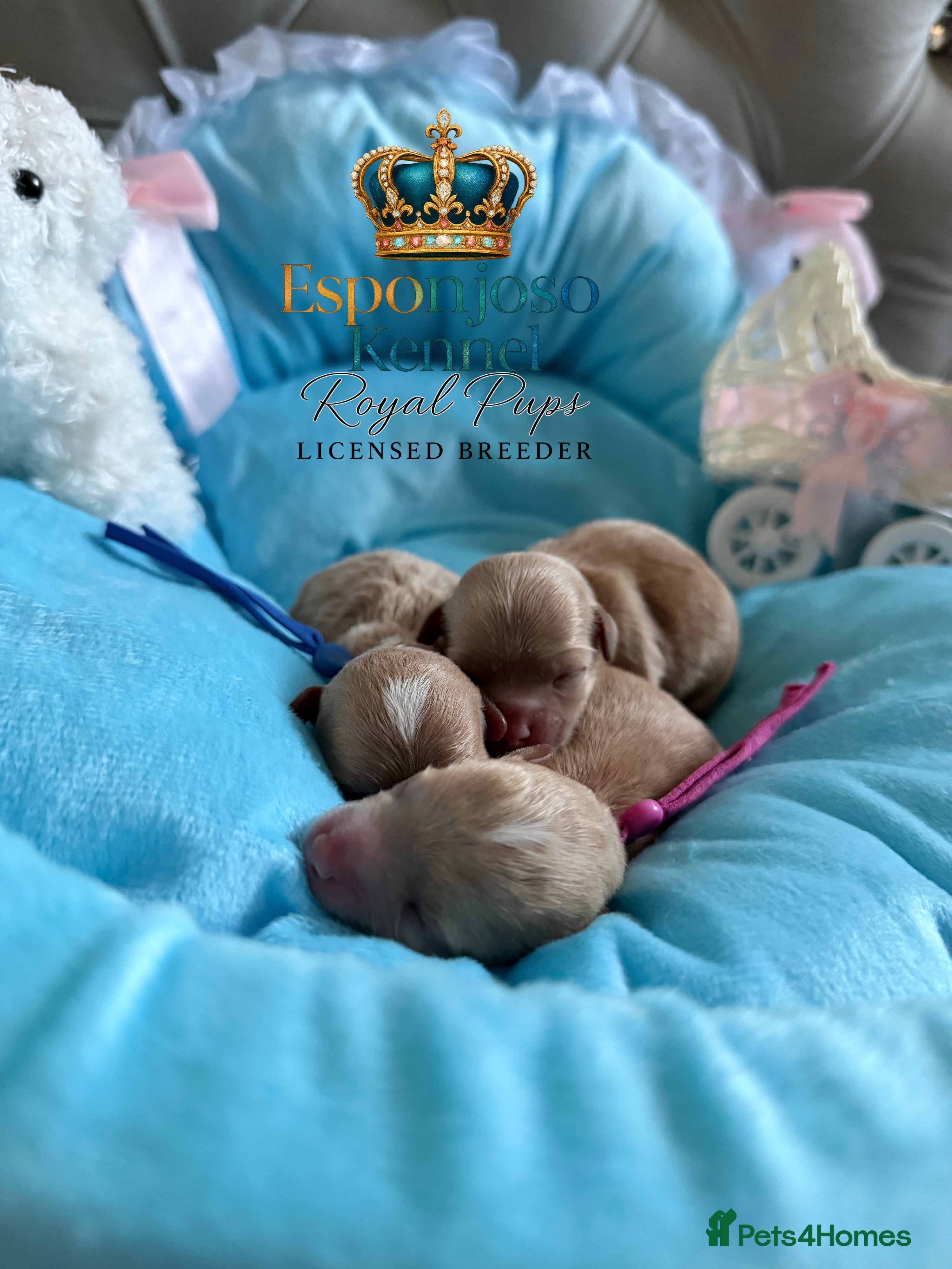 Maltipoo dogs 👑Ultra Tiny F1 Exclusive Asian Maltipoo Puppies👑 - Advert 8