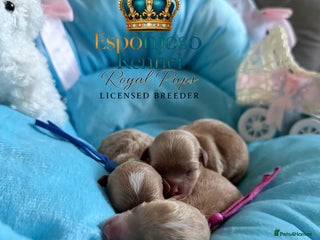 Maltipoo dogs 👑Ultra Tiny F1 Exclusive Asian Maltipoo Puppies👑 - Advert 1