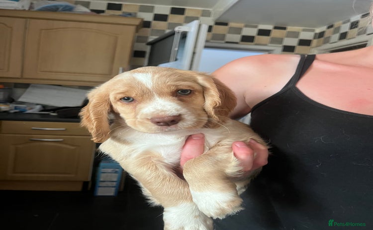 Cocker Spaniel dogs - Advert 6