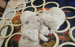 Maltese dogs for sale: 4 puppies bichons maltese - Image 17