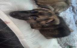 German Shepherd dogs for sale: Female German shepherds  - Image 2