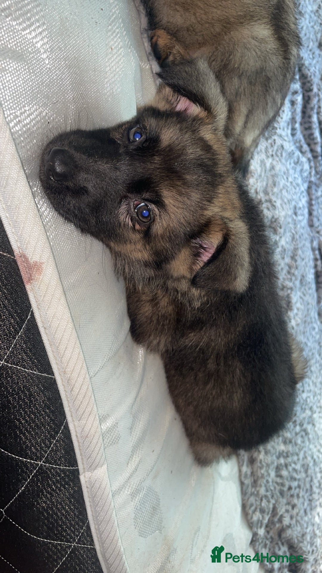 German Shepherd dogs for sale: Female German shepherds  - Image 2