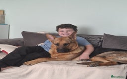 German Shepherd dogs for sale: 1 year old german Shepherd  - Advert 3