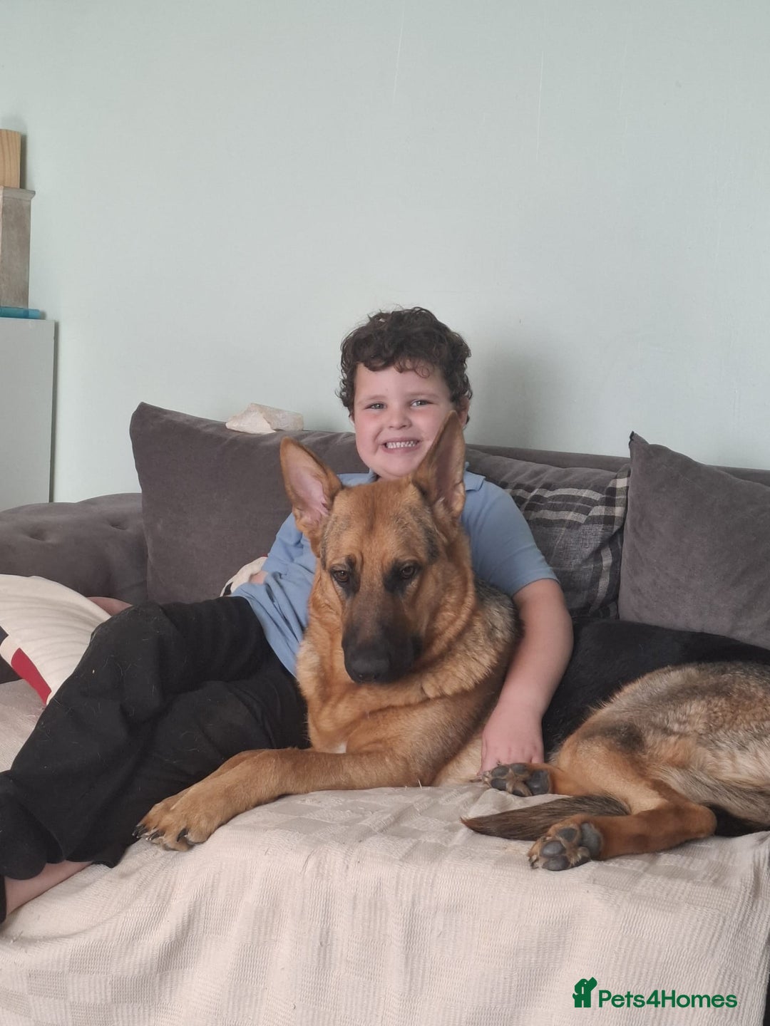 German Shepherd dogs for sale: 1 year old german Shepherd  - Advert 3