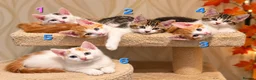 Mixed Breed cats for sale: 🐾 6 Adorable & Playful Kittens - 1 Girl & 5 Boys - Advert 5