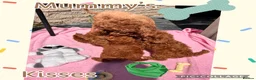 Toy Poodle dogs for sale: 🧡 Red Toy Poodle Pups 🧡 - Advert 9