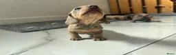 Miniature Dachshund dogs for sale: 6 beautiful baby’s ready soon  in Wingate - Advert 6