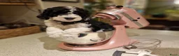 Sheepadoodle dogs for sale: Beautiful F1 Sheepadoodles  - Advert 24