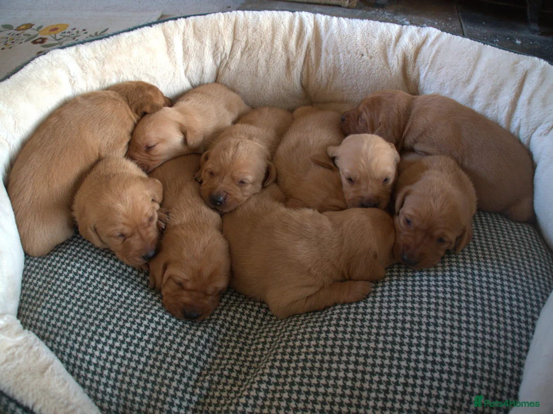 Labrador Retriever dogs for sale: Red Labrador Puppies - Advert 8