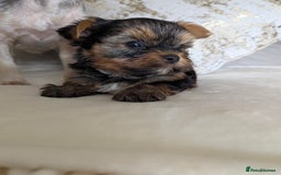 Yorkshire Terrier dogs for sale: Wonderful Yorkshire terrier puppies  - Image 11