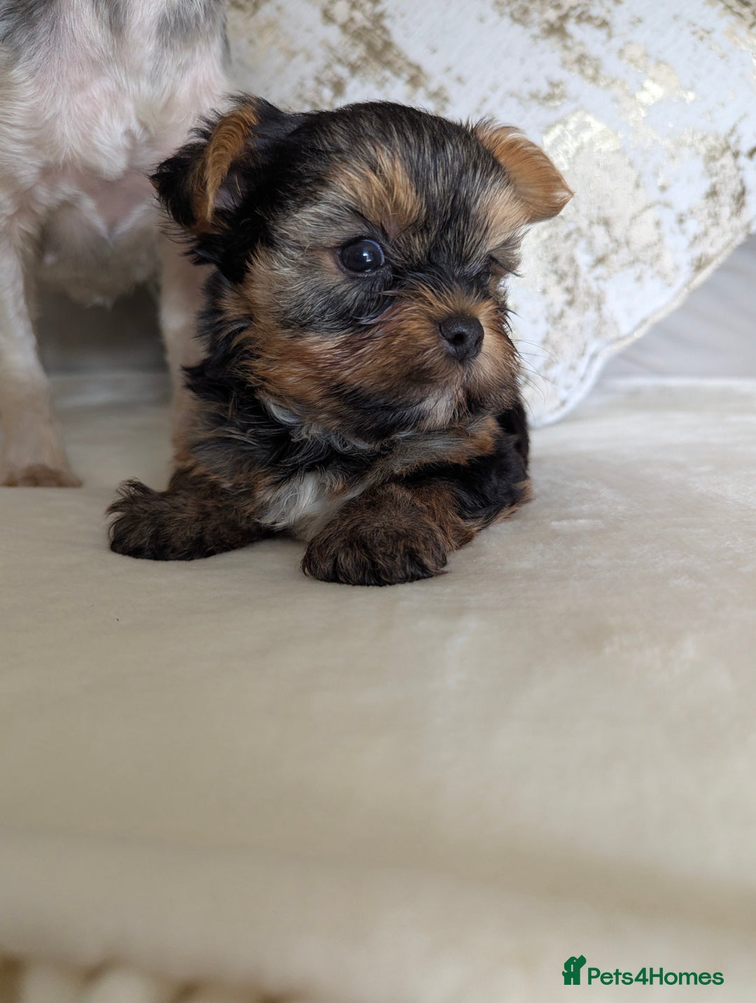 Yorkshire Terrier dogs for sale: Wonderful Yorkshire terrier puppies  - Image 11