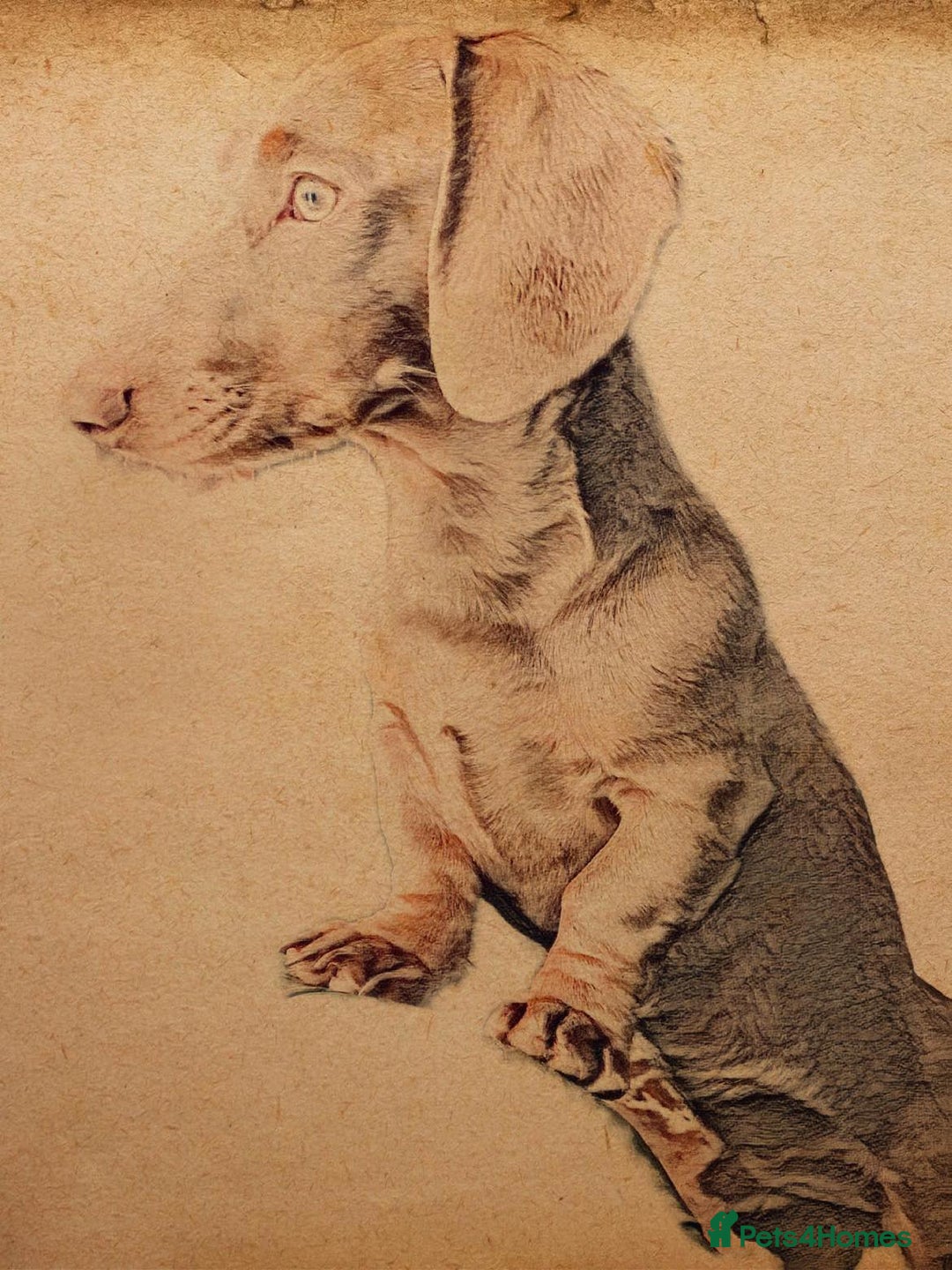 Miniature Dachshund dogs for stud: KCReg L/l1 CoI0% PRA DM & OI Clear ISABELLA STUD  in Gunnislake - Advert 9