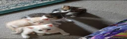 Mixed Breed cats for sale: 4 mixed breed kittens. in Basingstoke - Advert 3