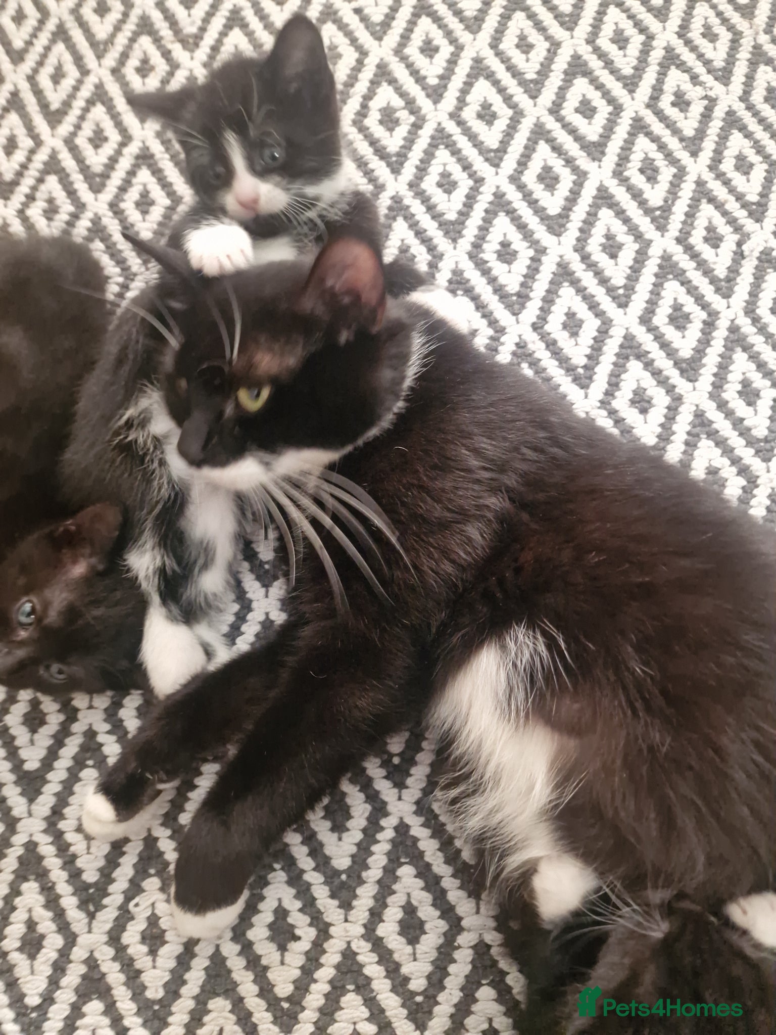 Mixed Breed cats 3 tuxedo kittens and 1 black kitten - Advert 6