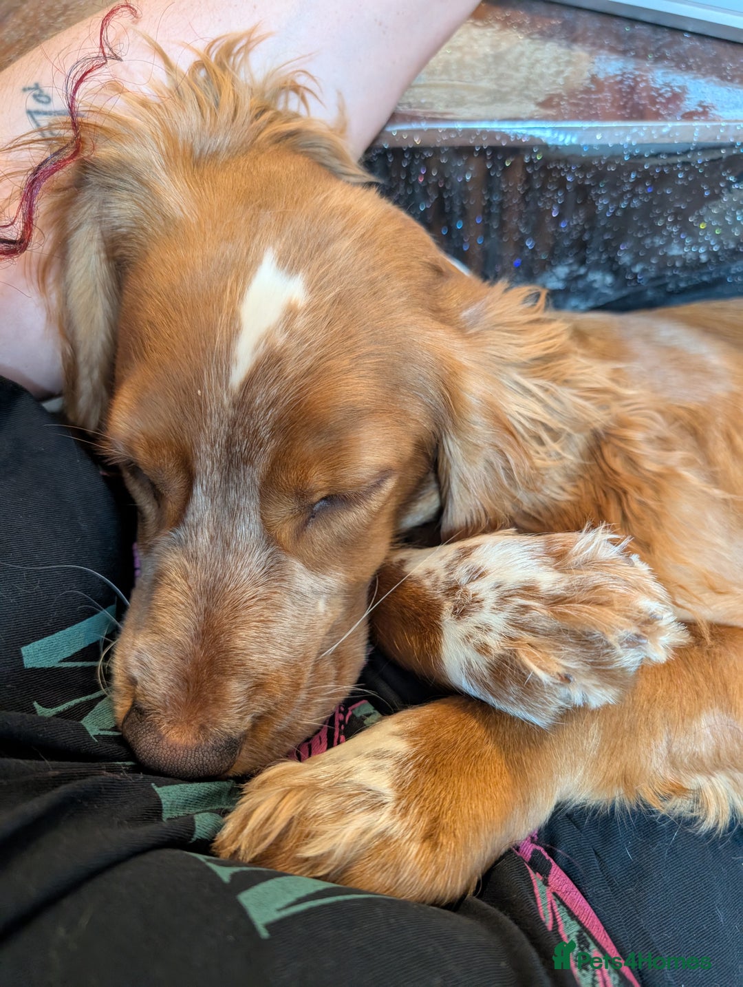 Cocker Spaniel dogs for sale: 1 yr old cocker spaniel for sale  - Image 3