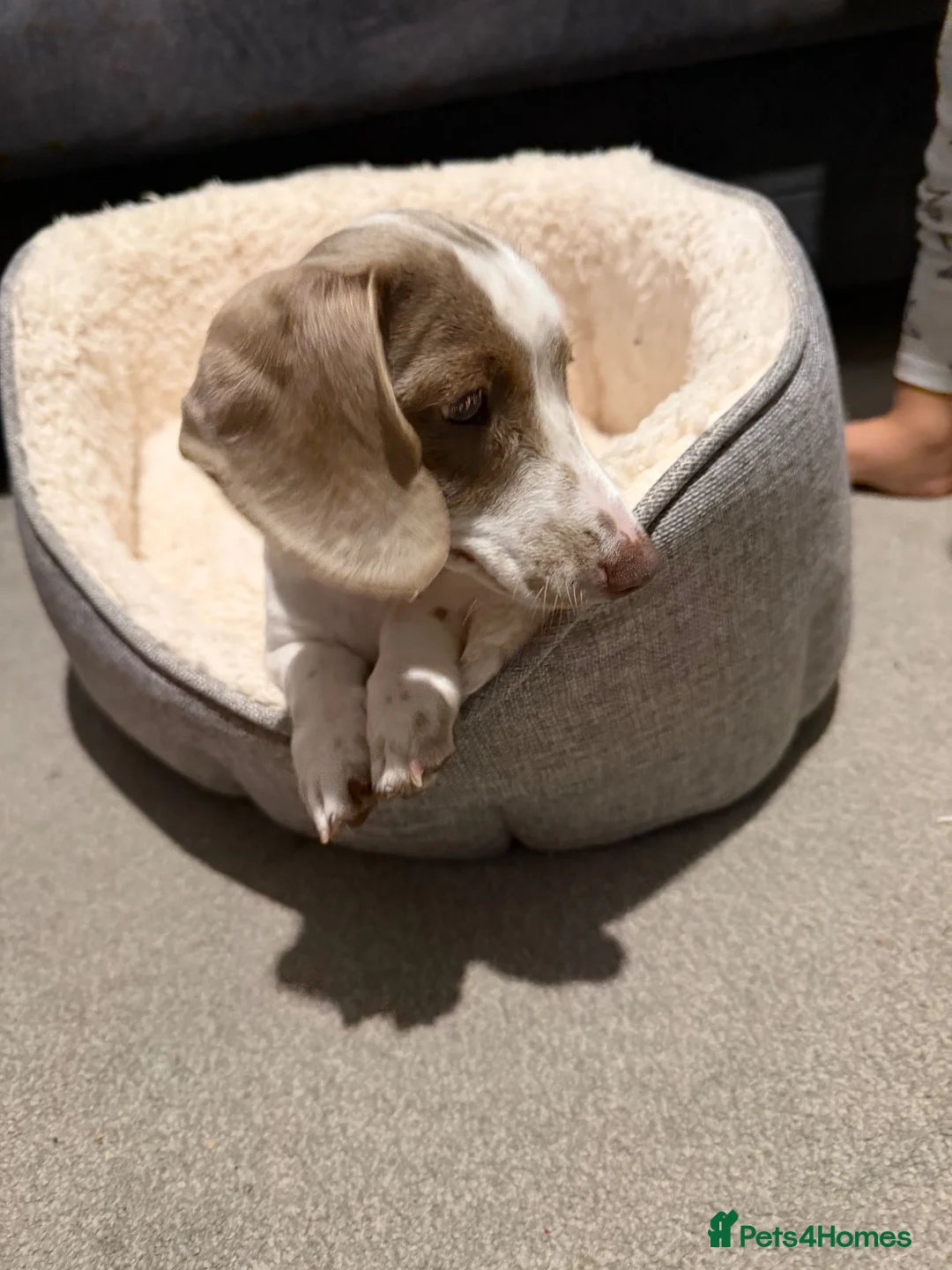 Miniature Dachshund dogs for sale: Gorgeous miniature dachshund for sale - Advert 9