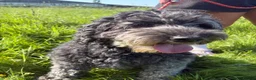 Sheepadoodle dogs for sale: Sheepadoodle READY TODAY - Advert 5