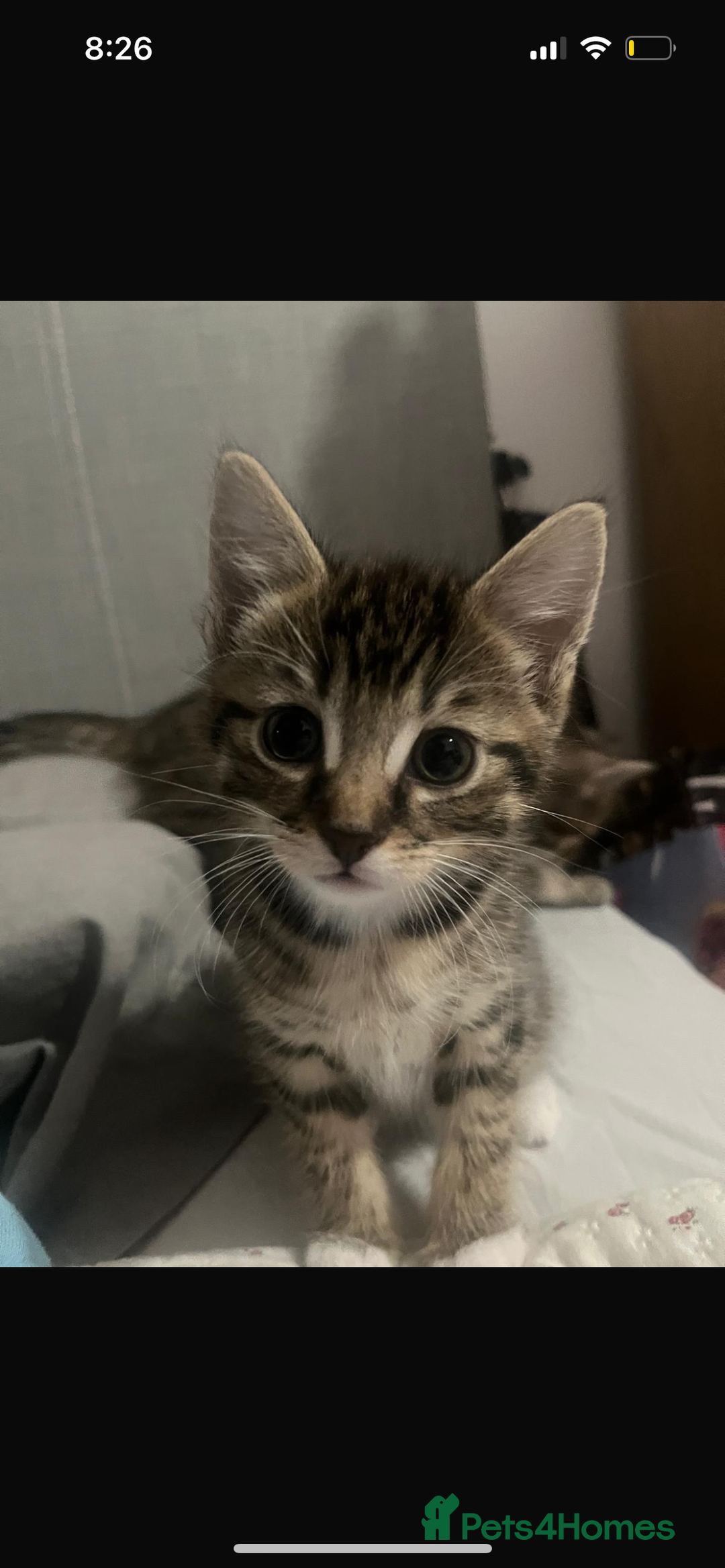 Mixed Breed cats for sale: 3 kittens for sale - Advert 4