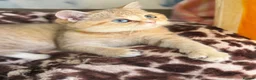 British Shorthair cats for sale: British shorthair beautiful golden kittens  - Advert 16