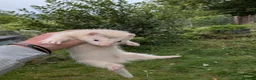 Ferret rodents for sale: Ferret kits - Advert 4