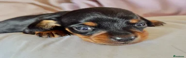 Miniature Dachshund 4