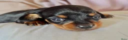 Miniature Dachshund dogs for sale: KC Mini black and tan Dachshund puppies  - Advert 9