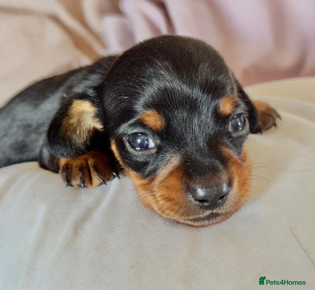 Miniature Dachshund dogs for sale: KC Mini black and tan Dachshund puppies  - Advert 9