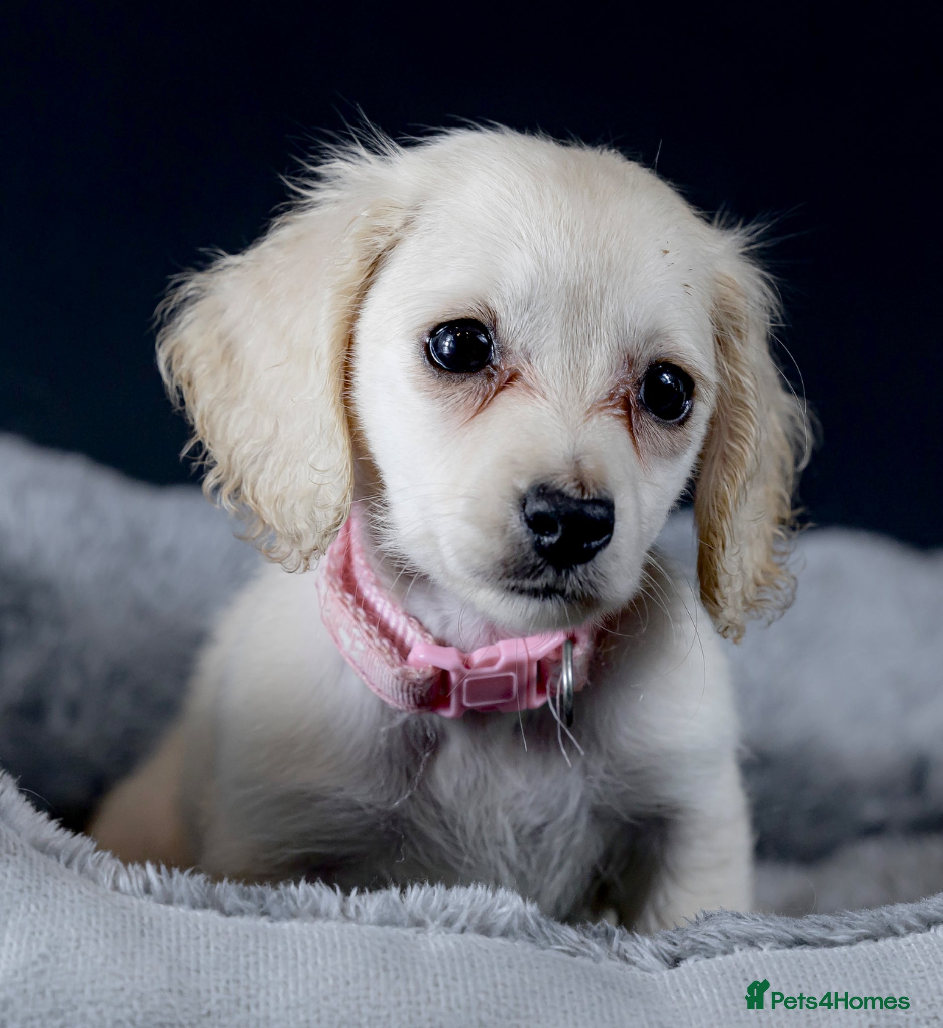 Miniature Dachshund Puppy 5