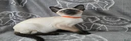 Siamese cats for sale: Adorable siamese kittens. in Blackwood - Advert 14