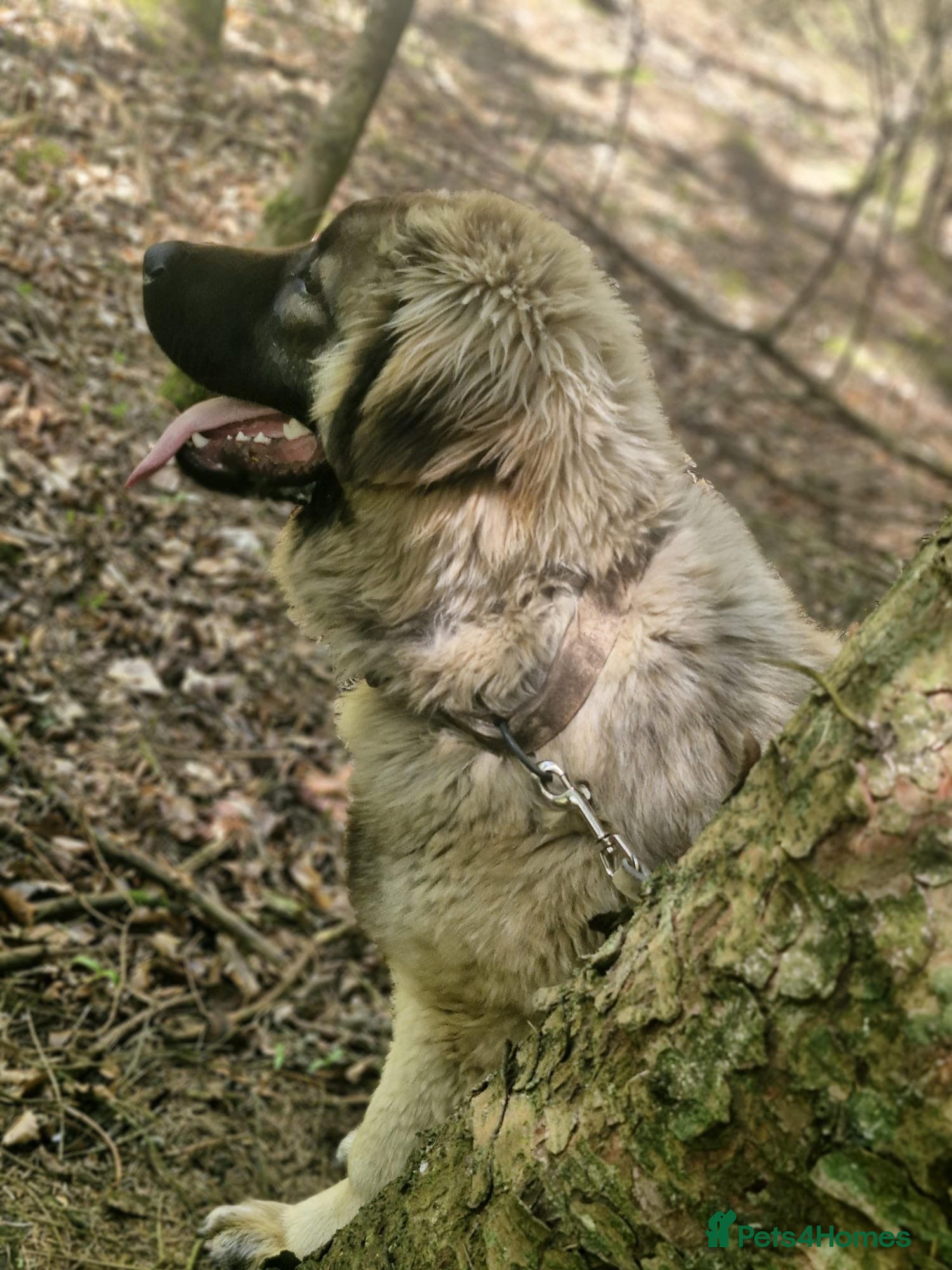 Caucasian Shepherd Dog dogs Caucasian Shepherd Ovcharka dog . Top of the Breed - Advert 1