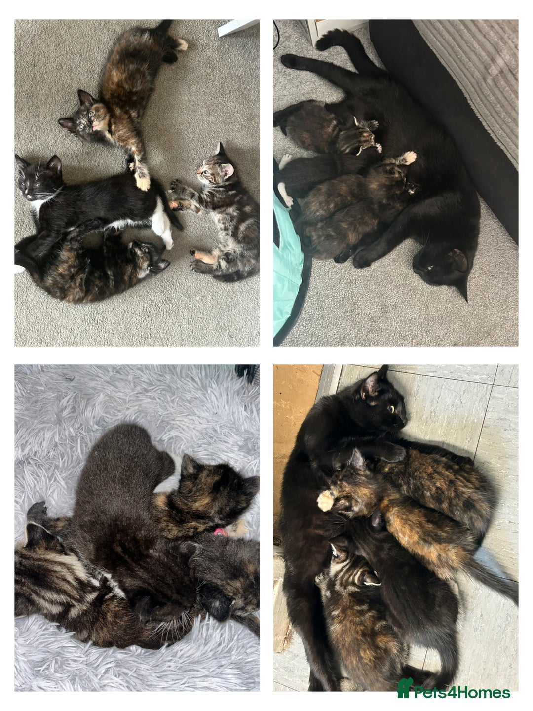 Domestic Shorthair cats for sale: Kittens for sale 3 x girls 1 x boy - Image 1
