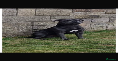 Staffordshire Bull Terrier dogs - Advert 3