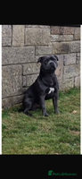 Staffordshire Bull Terrier dogs - Advert 2