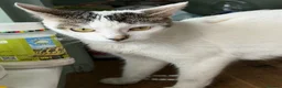 Mixed Breed cats for sale: Adorable Kittens Ready for new Homes  - Advert 1