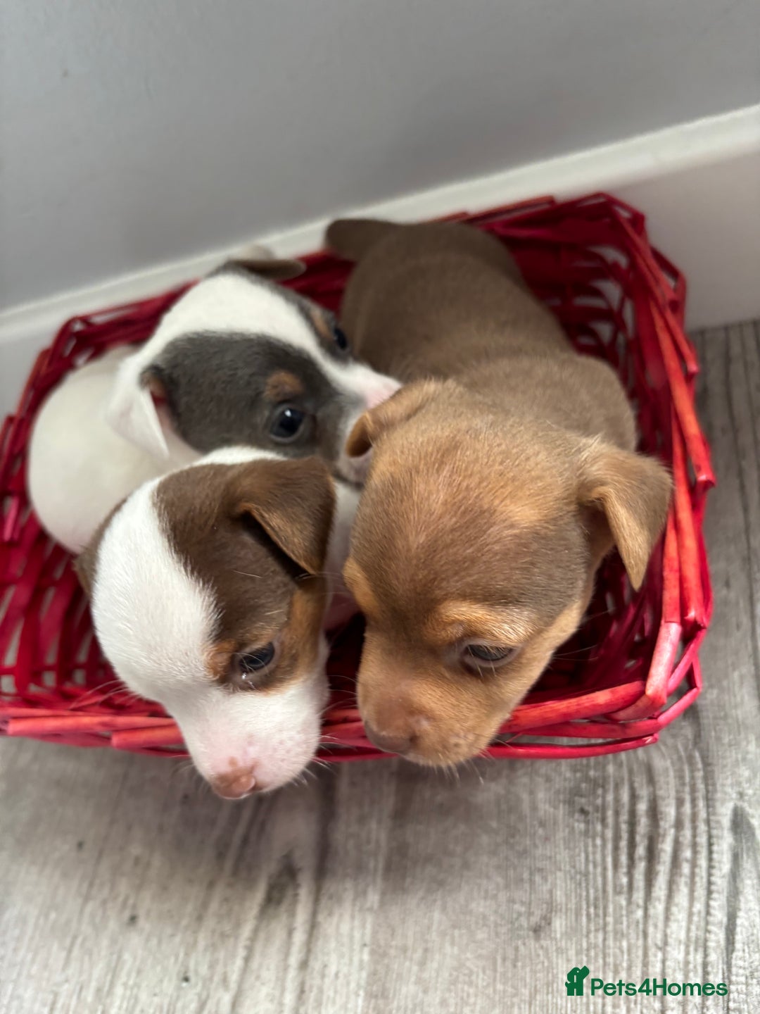 Jack Russell dogs for sale: Miniature Jack Russell’s   - Image 2