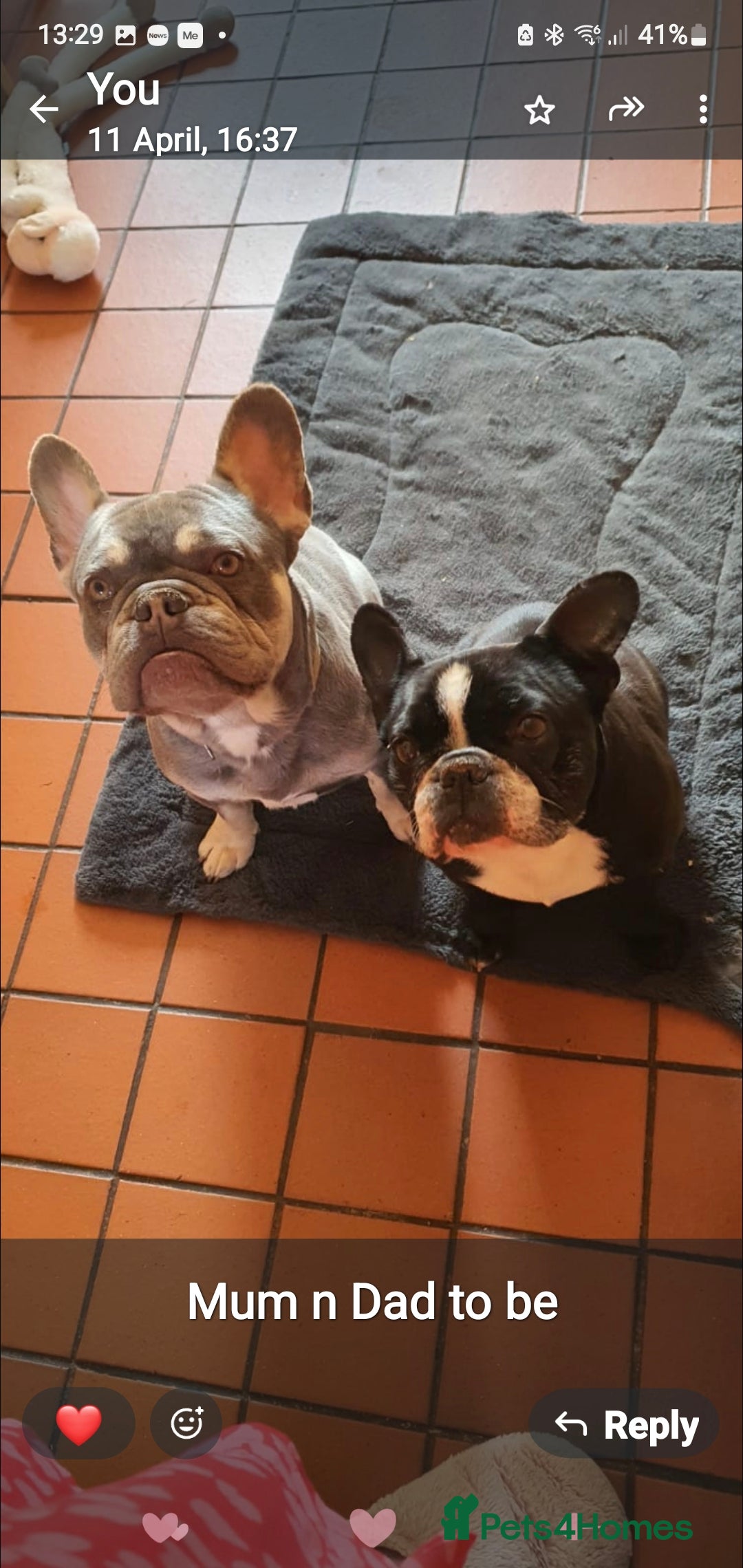 French Bulldog dogs for sale: KC Reg French Bulldog for sale  - Image 4