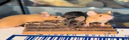 Mouse rodents for sale: Beautiful red male mice for sale  - Advert 4