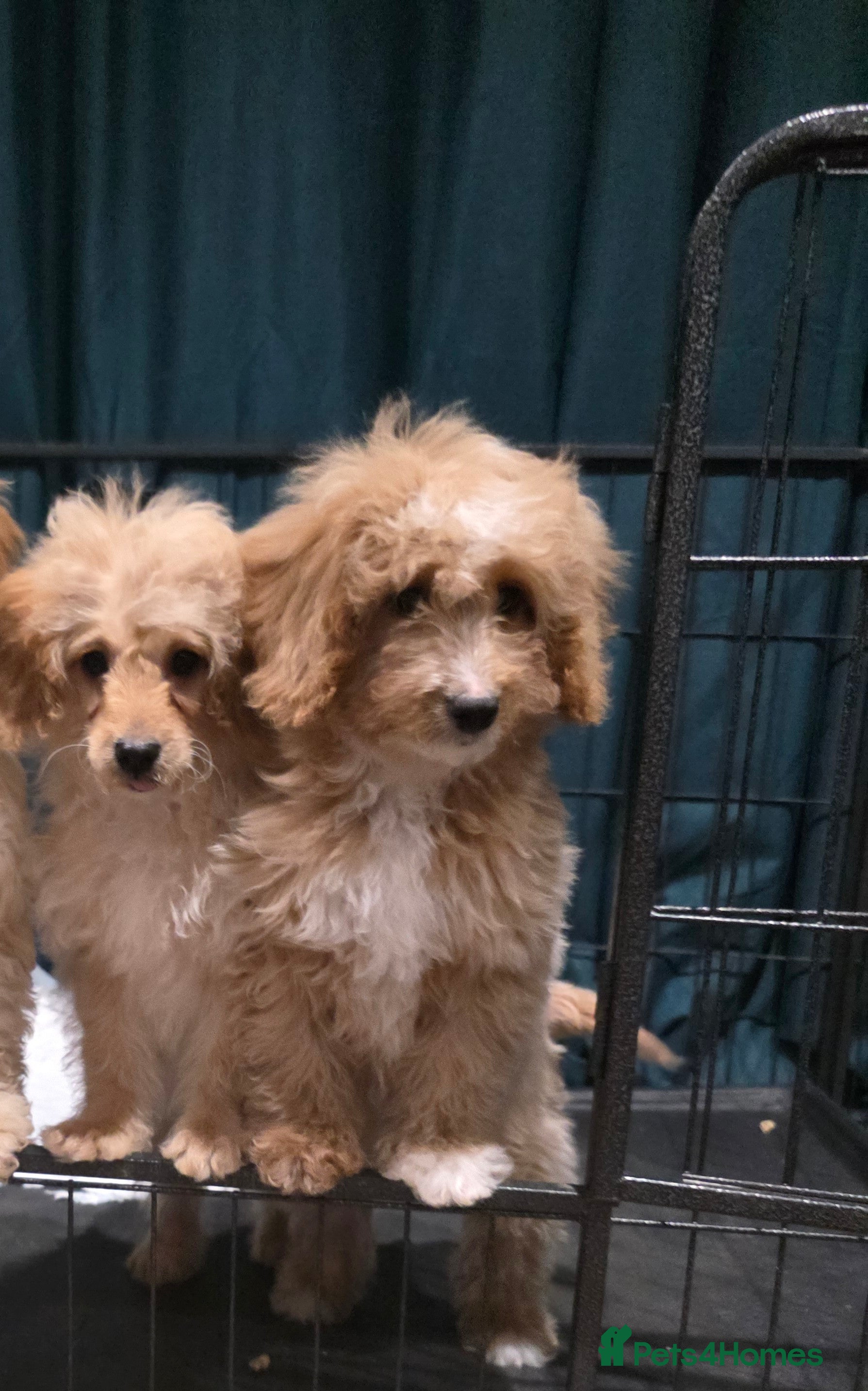 Cockapoo dogs Adorable cockapoo pups ready to go 🐾🐶 - Advert 6