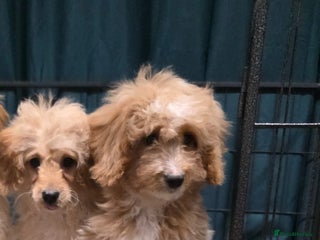 Cockapoo dogs Adorable cockapoo pups ready to go 🐾🐶 - Advert 6