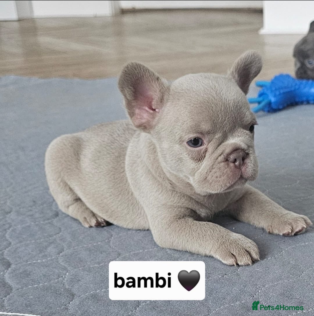 French Bulldog dogs for sale: French bulldog pups - Image 2
