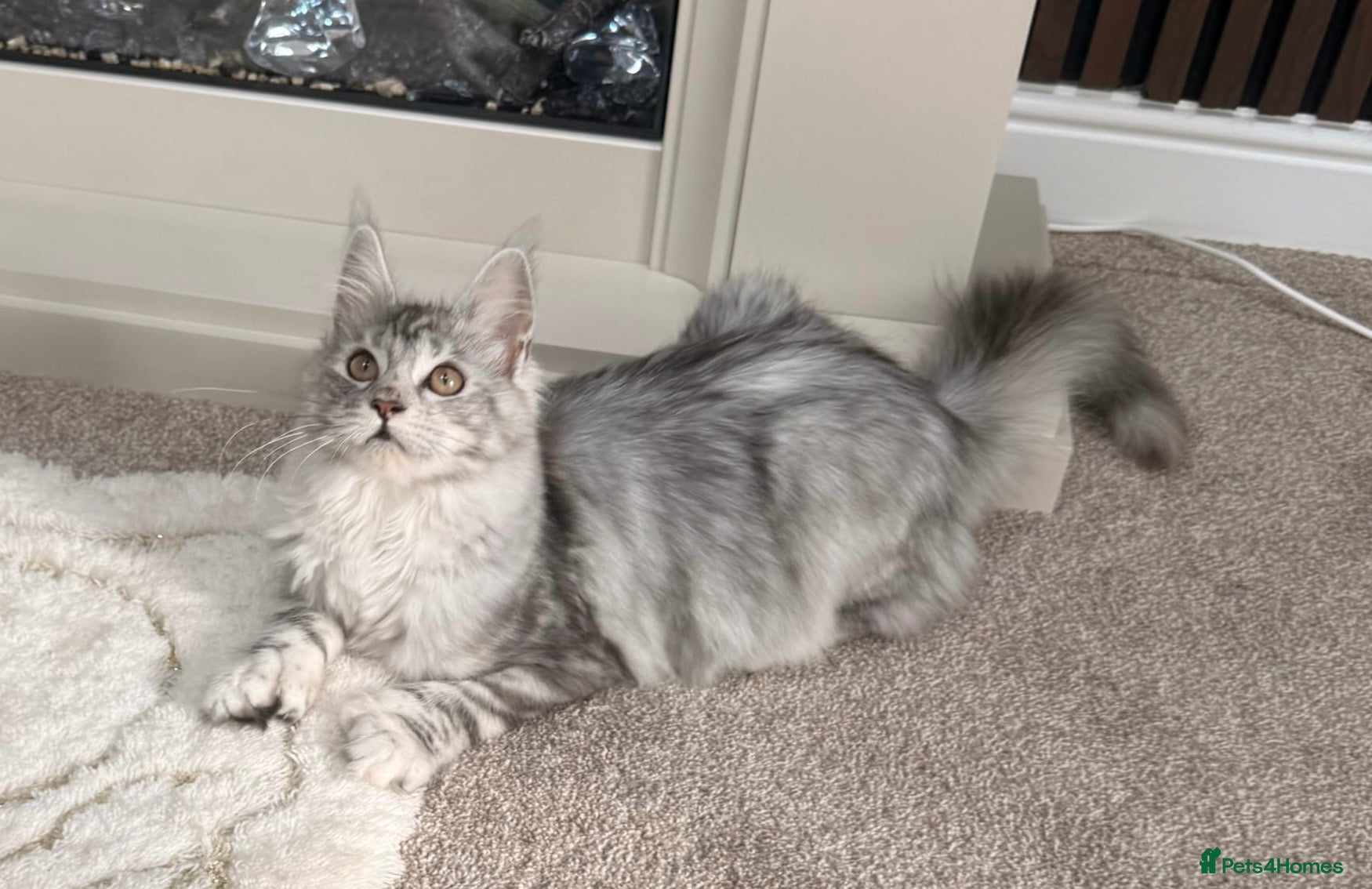 Maine Coon cats Black Silver tortie Polydactyl Maine Coon Active - Advert 9