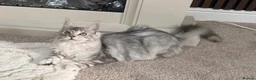Maine Coon cats for sale: Black Silver tortie Polydactyl Maine Coon Active - Advert 1