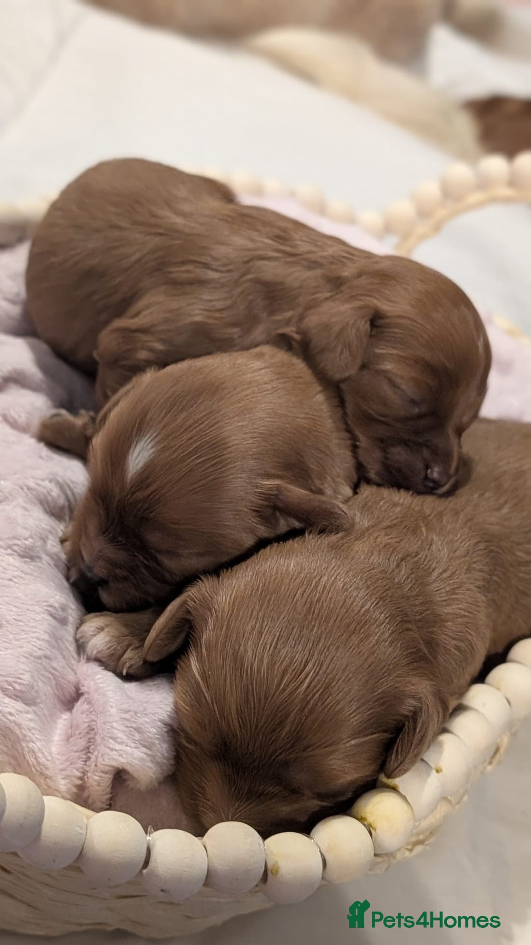 Cavapoo dogs for sale: Rare extensively health tested F1 cavapoos  - Image 1