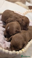 Cavapoo dogs - Advert 2