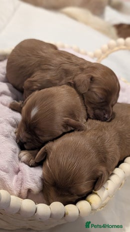 Cavapoo dogs - Advert 4