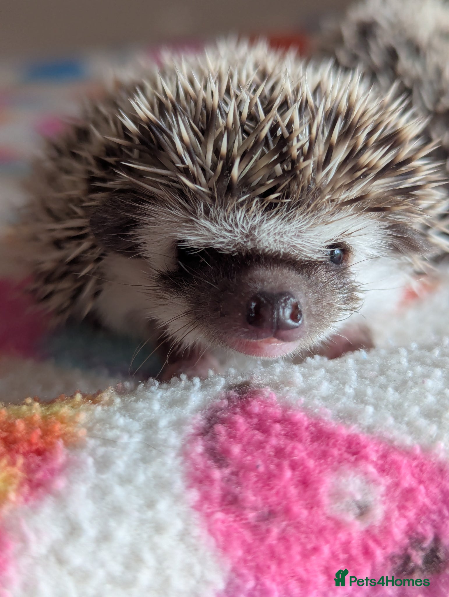 Pygmy Hedgehog rodents Gorgeous Hoglets Ready to Reserve Now - Advert 1
