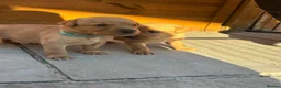 Labrador Retriever dogs for sale: KC REGISTERED FOX RED LABRADOR PUPPIES  - Advert 11