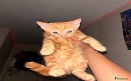 Domestic Shorthair cats for sale: Kittens Available  - Image 5